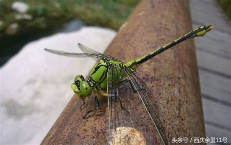 蜻蜓 預兆|蜻蜓入宅，易經專家這樣解讀